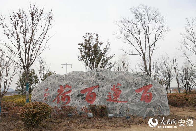 百莲百荷入口。 人民网记者 王晓飞摄