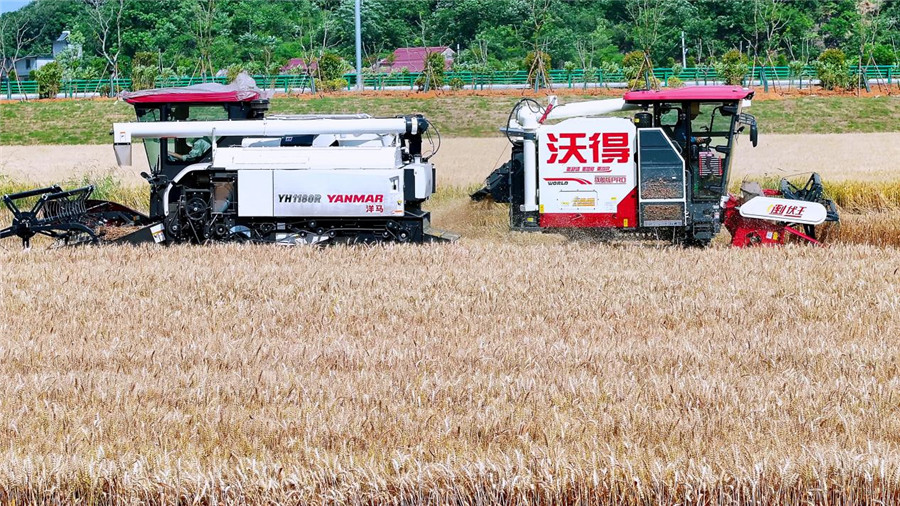 小麥收割現場。江靖攝