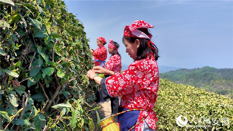 当地村民采摘夏秋茶。人民网 郭昊摄