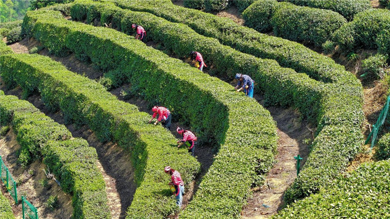 俯瞰村民在留坪茶园采摘茶叶。人民网 郭昊摄