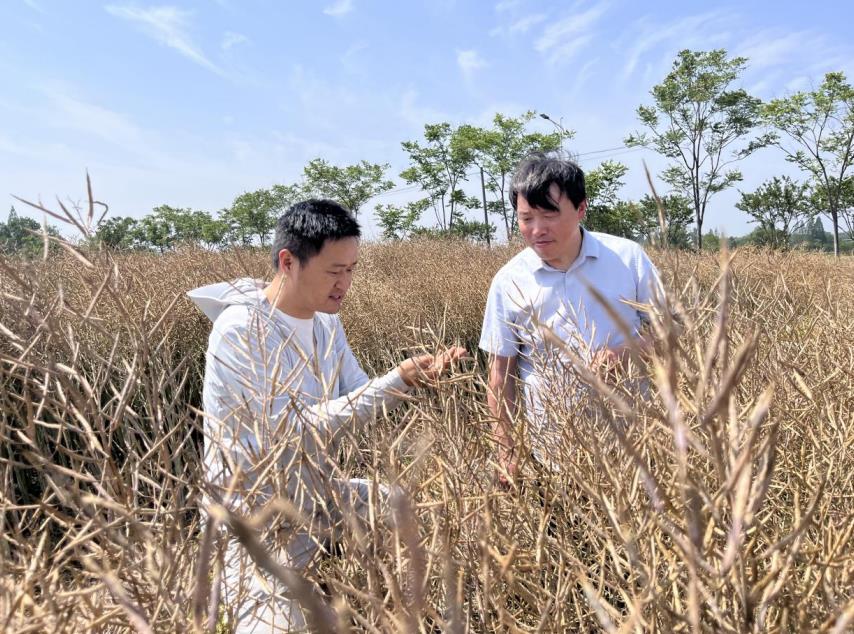 油菜丰收。