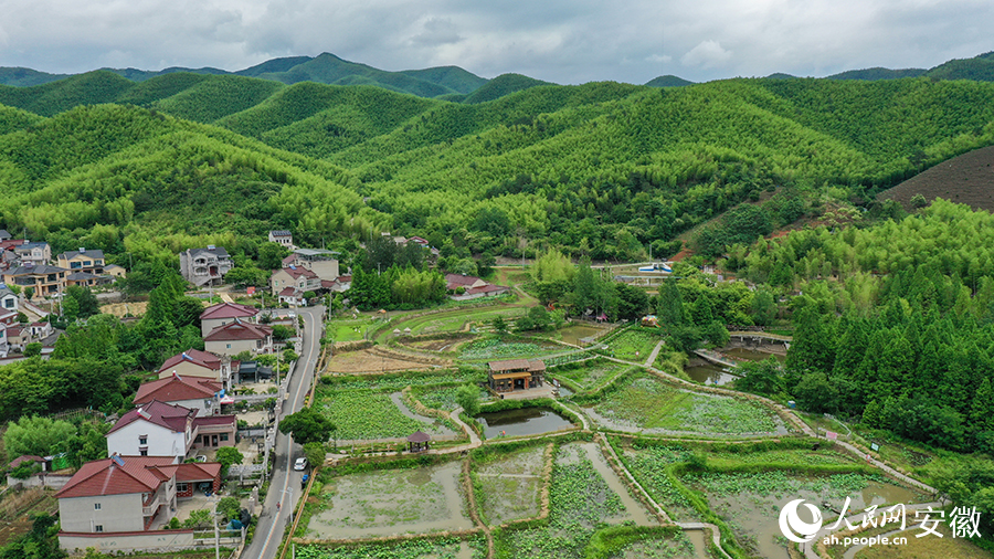 合兴村一改昔日旧貌，竹林茶山荷塘相得益彰。人民网记者 张俊摄