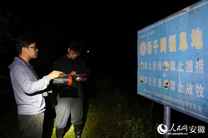 安徽揚子鱷國家級自然保護區管理局工作人員和劉鵬（右）正在開展揚子鱷野外種群資源調查。 人民網記者 陳若天攝