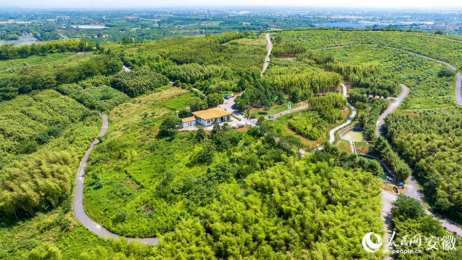 空中鸟瞰800亩竹林摇曳。人民网记者 李希蒙摄