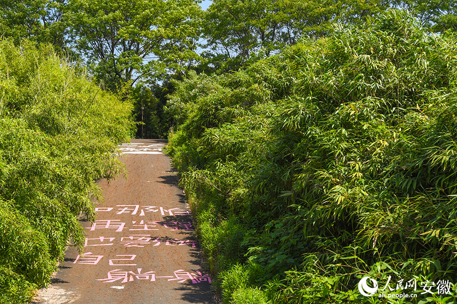 步道两侧,竹影婆娑。人民网记者 李希蒙摄