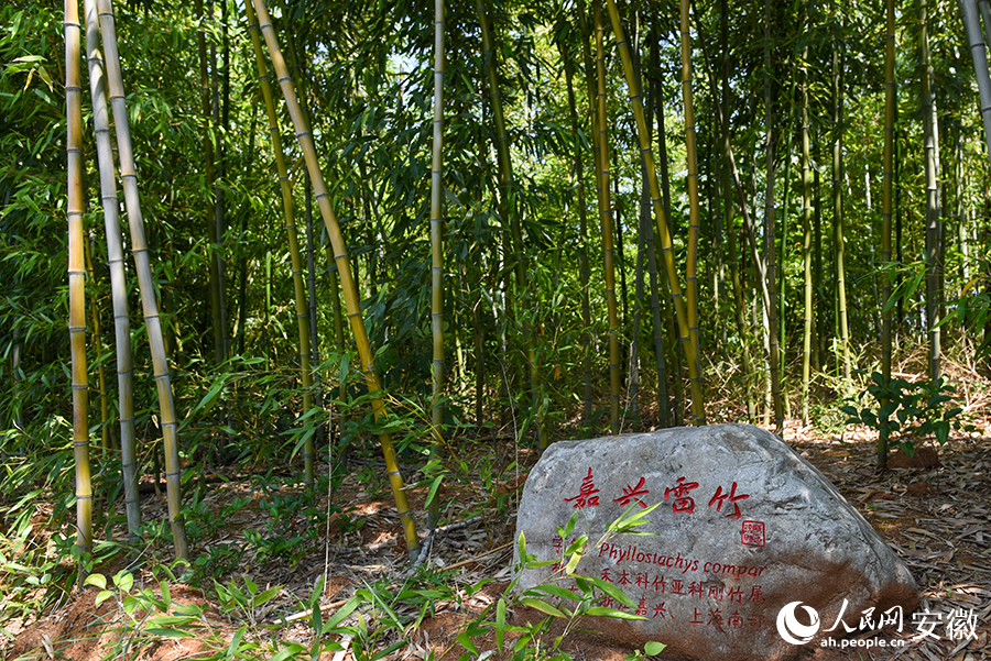 在这里，不同的竹子品种都有相关介绍。人民网记者 李希蒙摄