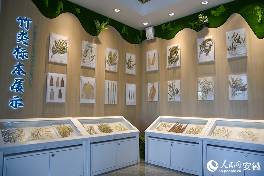 资源库的展览馆中,展示着各种竹类标本。人民网记者 李希蒙摄