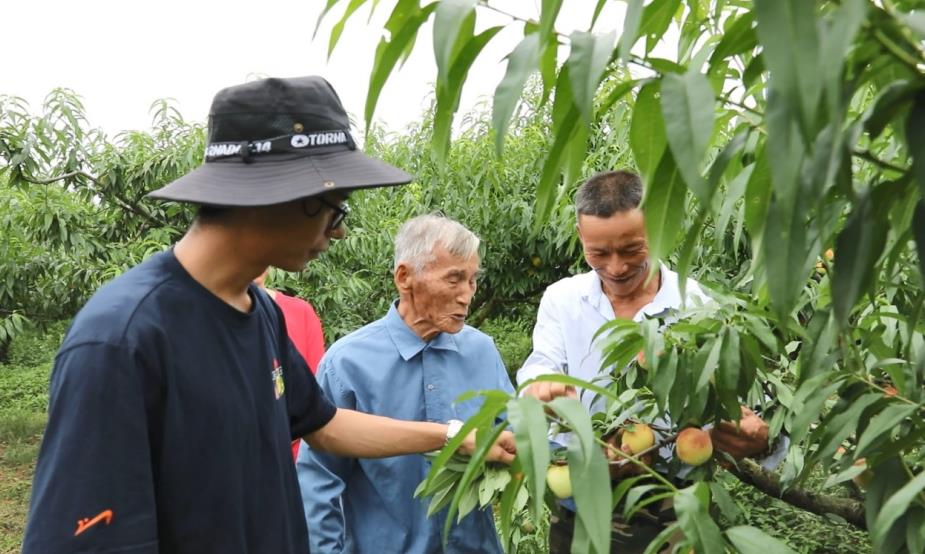施得寶（左一）與爺爺、父親在查看桃子成熟情況。