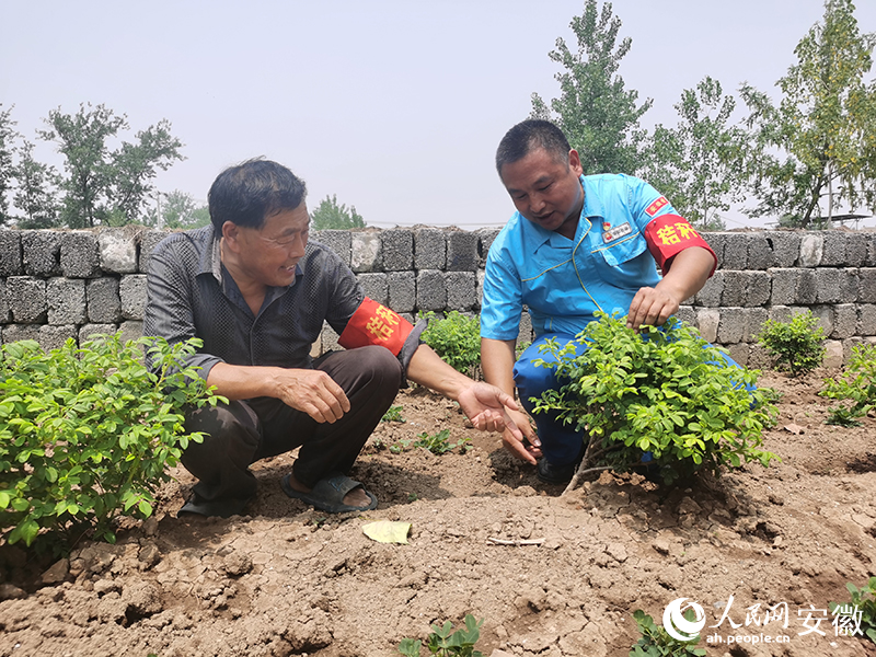 潘立鑫（左一）与朱鹏飞（右一）交流玫瑰种植经验。人民网 胡雨松摄