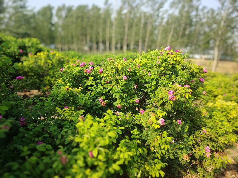 栽种后的第一个春天，玫瑰已在房前屋后绽放。受访者供图