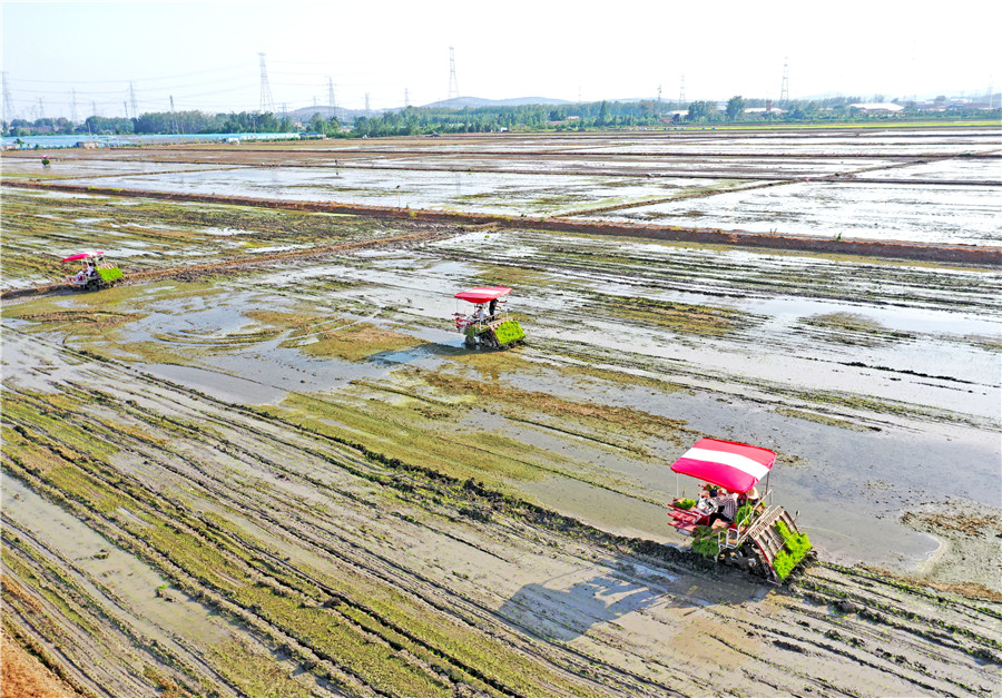 安徽农垦淮南农场组织农机手在智慧农业示范田中进行机插秧。