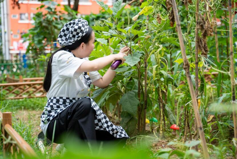 學生在菜園採摘。