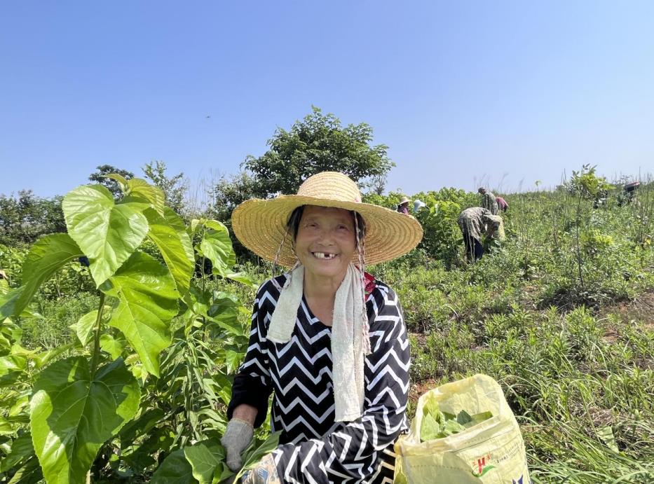 村民提着袋子穿梭在桑树园里采摘桑叶。
