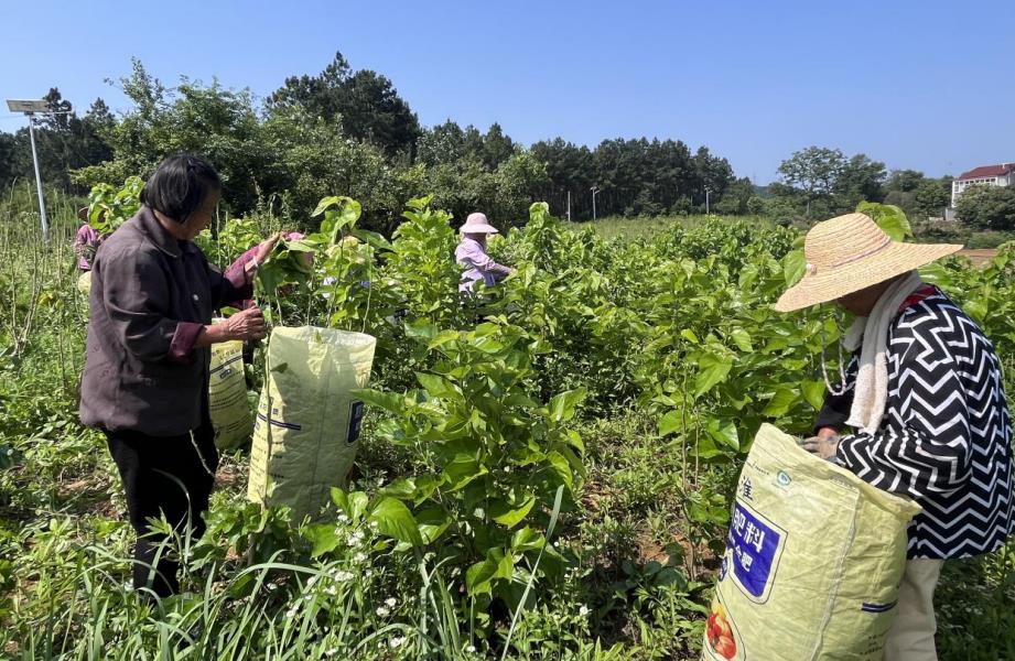 村民提着袋子穿梭在桑树园里采摘桑叶。