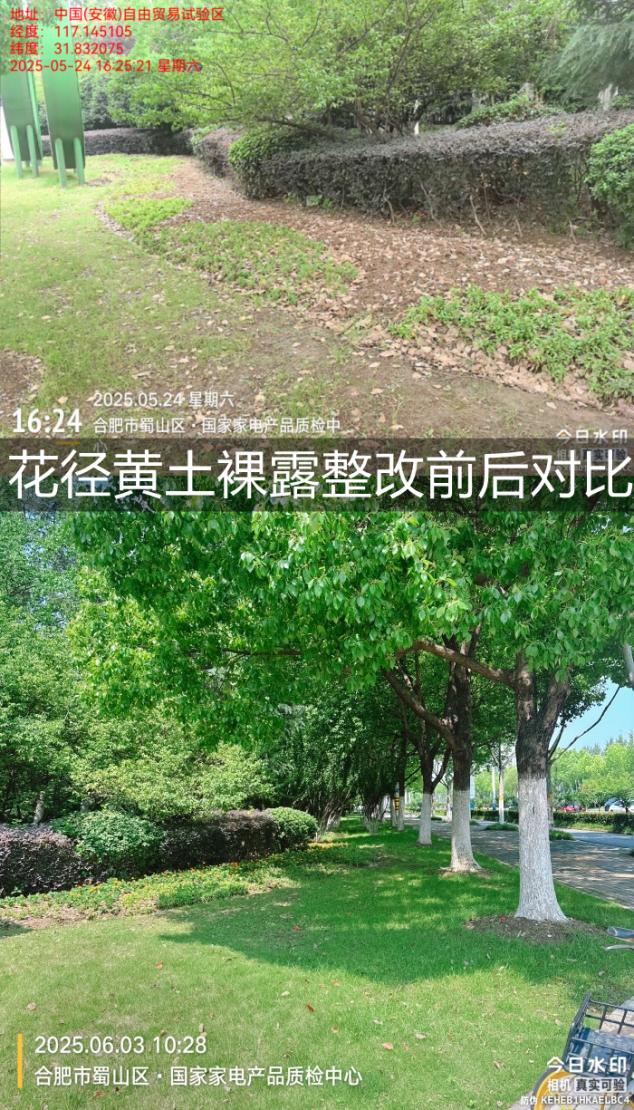 花径黄土裸露整改前后对比。合肥高新区供图