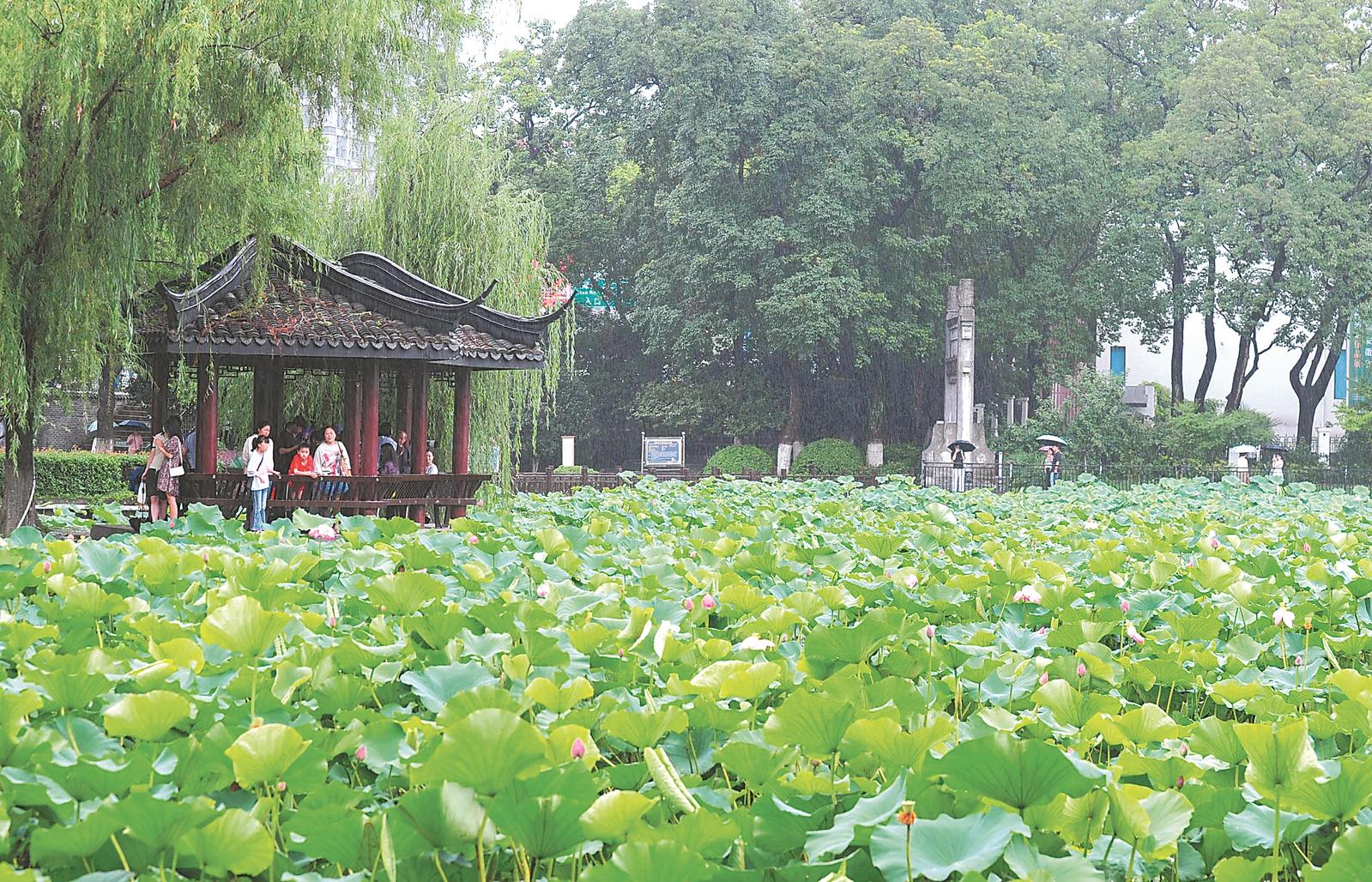6月21日，合肥市包河公园里的荷花盛放，吸引市民前来游玩赏荷。通讯员 熊伟 摄