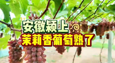 安徽颍上：茉莉香葡萄熟了
