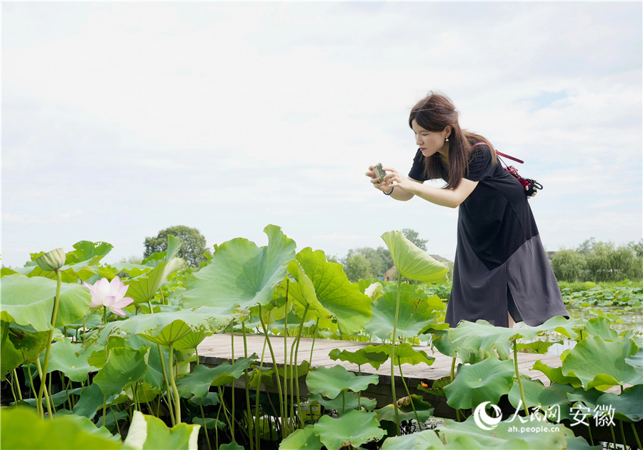 木制栈道上游客俯身拍摄绽放的荷花。人民网记者 王锐摄