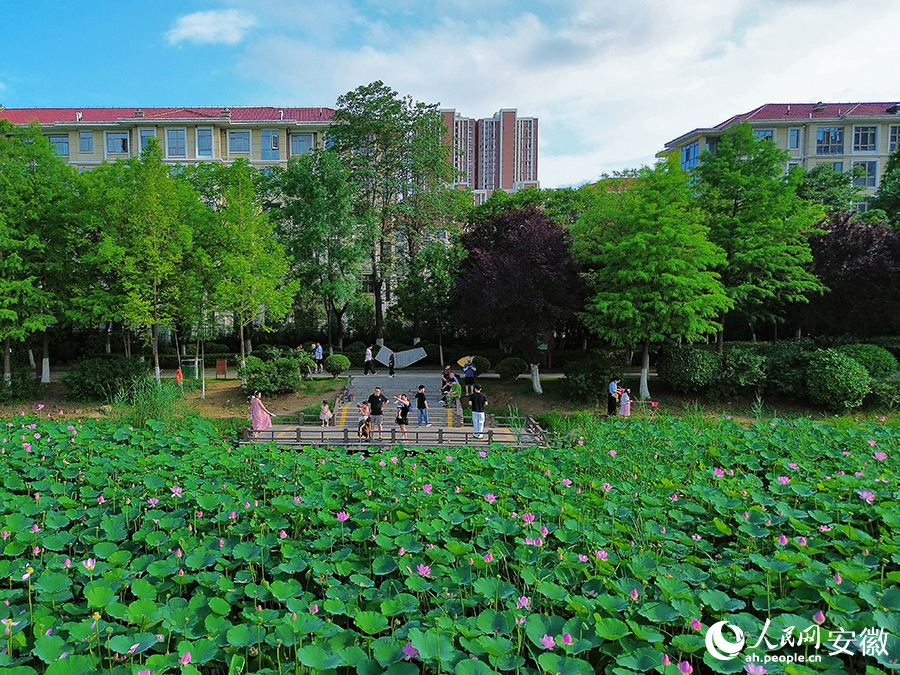 荷塘美景吸引了不少人前來觀賞、游玩。人民網記者 王曉飛攝