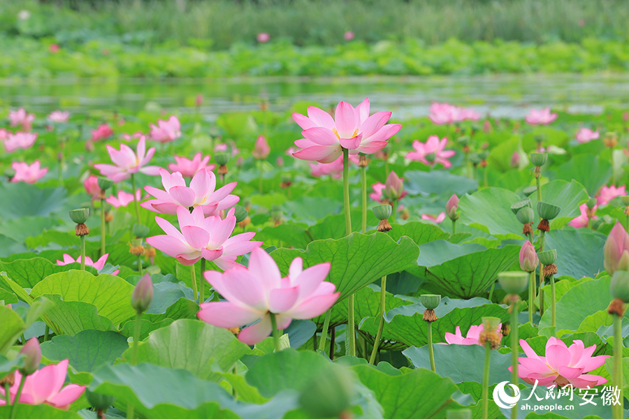 清水出芙蓉。人民網記者 王曉飛攝