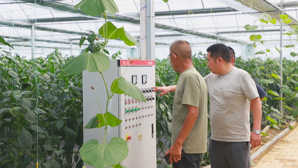 該公司技術人員正在通過集成控制器監控大棚蔬菜生產各項參數。