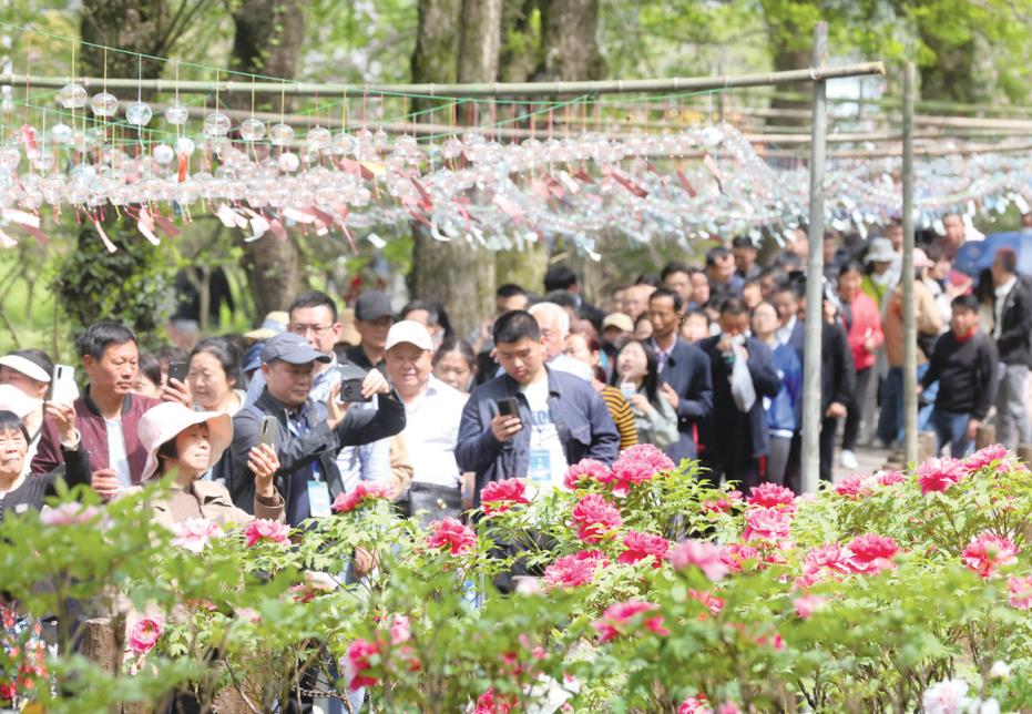游客在牡丹園賞花游玩。