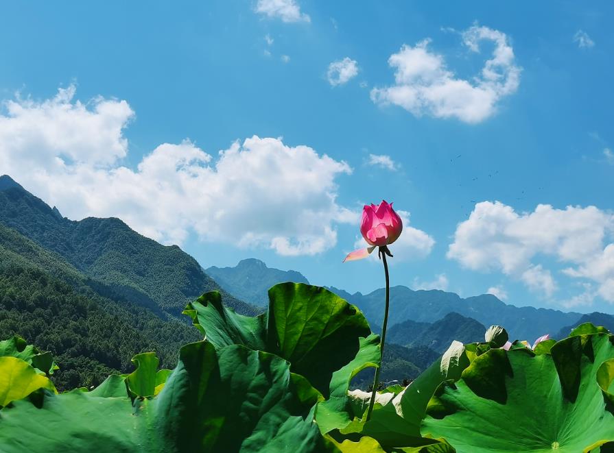 安徽九华山：“荷”风送爽景美如画【3】