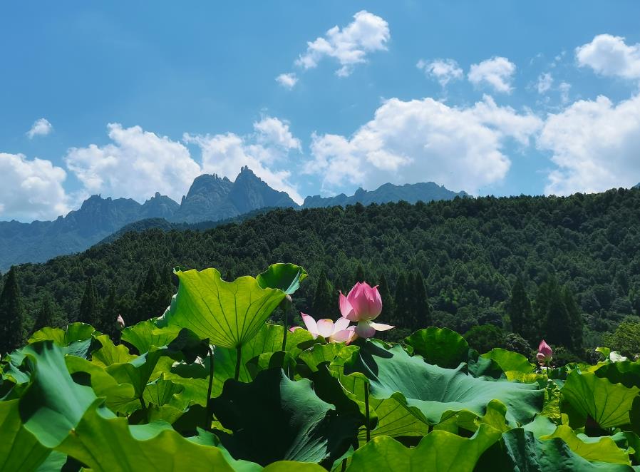 安徽九华山：“荷”风送爽景美如画【4】