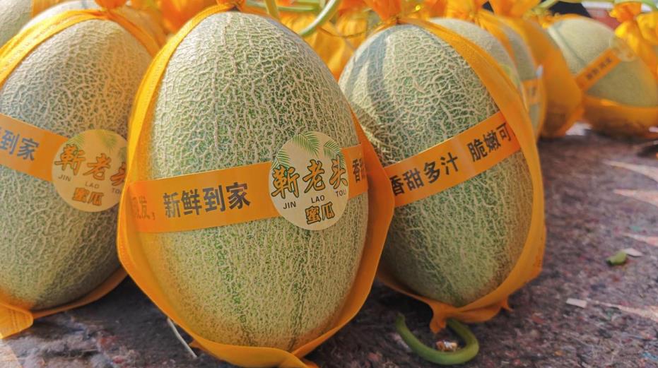 包装完毕的哈密瓜即将装箱。