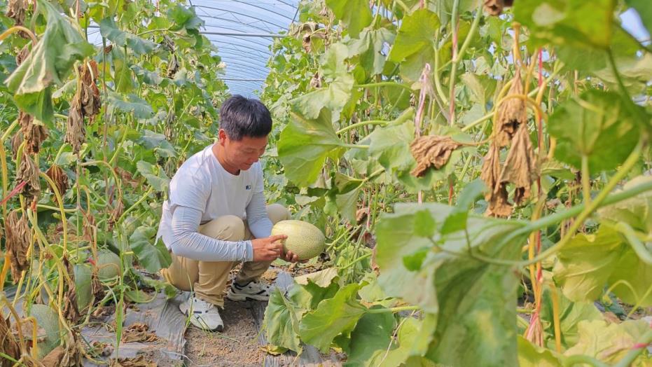 靳涛的家庭农场大棚里,哈密瓜已经成熟正待采摘。