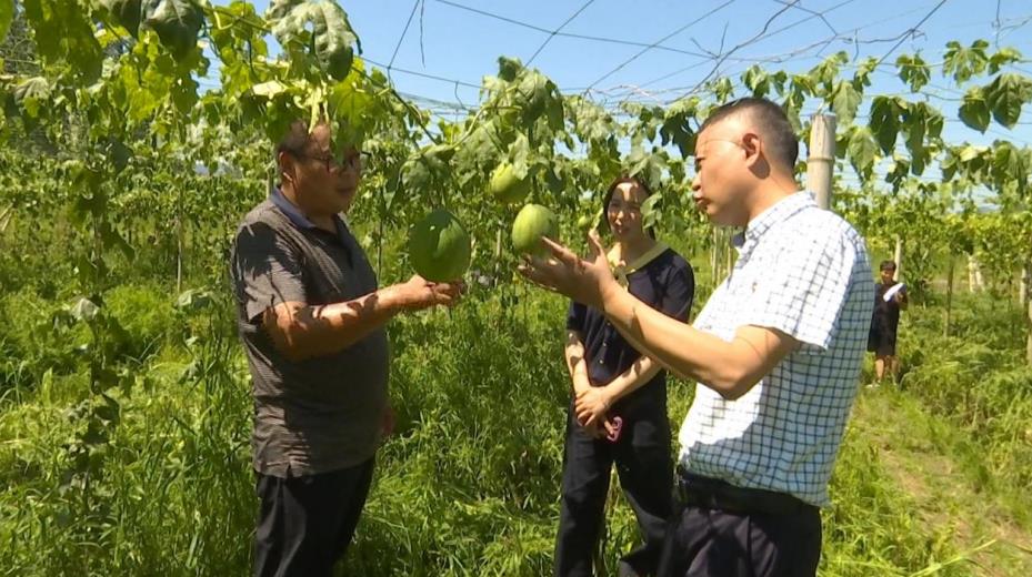 鎮村干部走訪種植大戶，了解今年瓜蔞長勢情況。趙宇攝