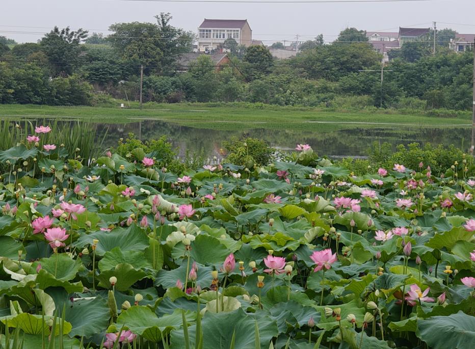 荒田變荷塘，“蓮”通致富路。