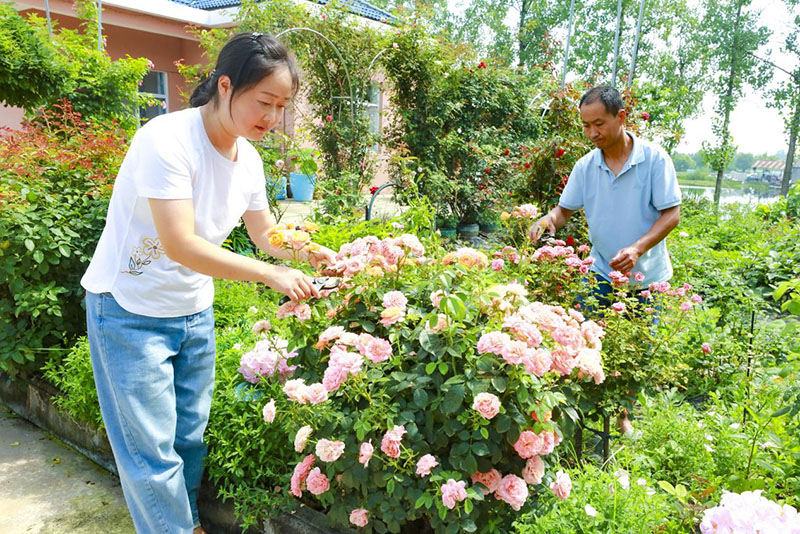 庭院裡各類花草錯落有致地擺放著。