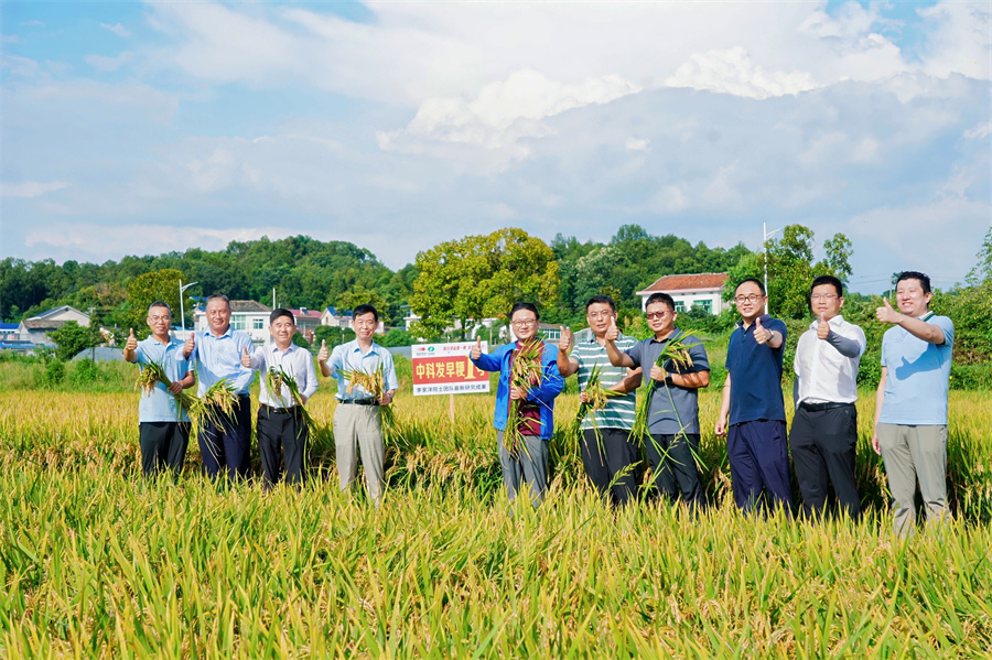 测产现场。丰乐种业供图