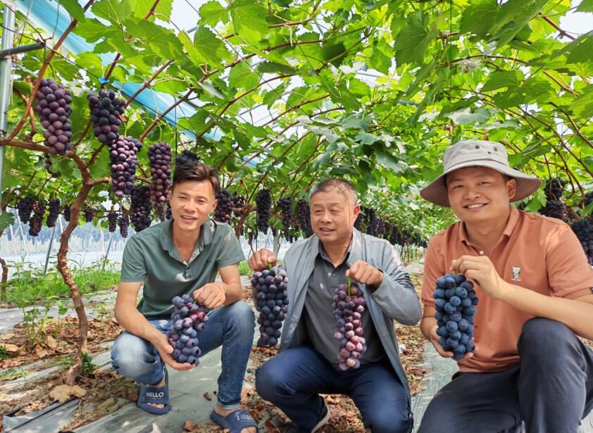 夏黑葡萄丰收。