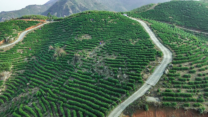 钱扬来开荒种植的高山茶园。无为市委宣传部供图