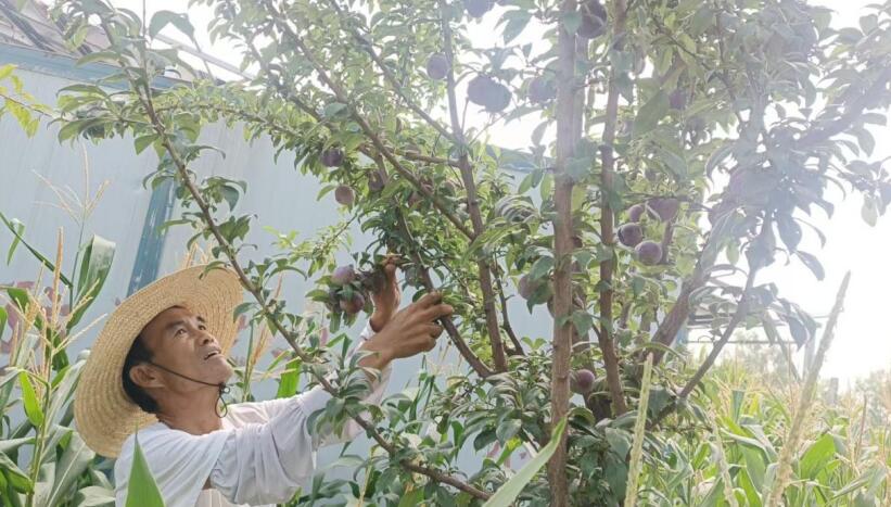 左廣勤在查看李子樹。