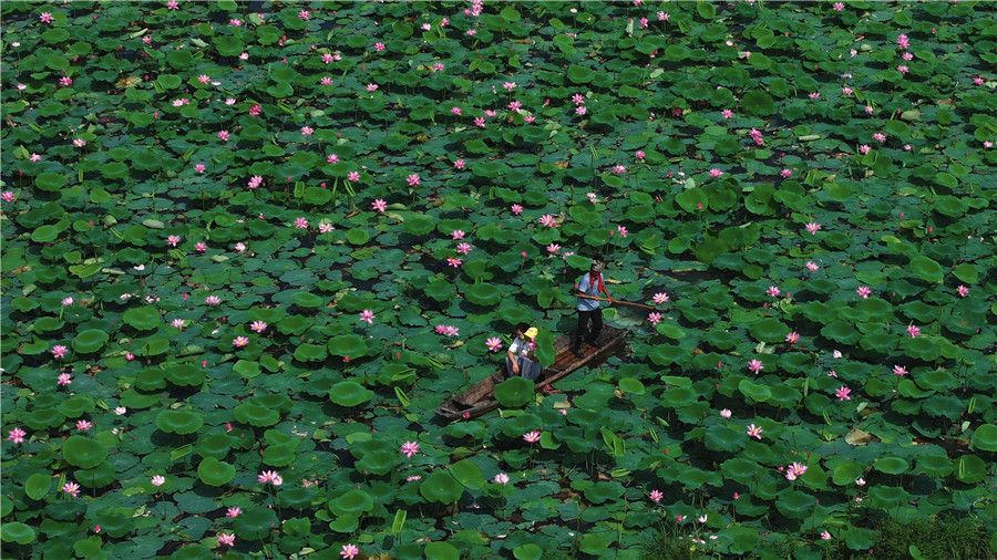 荷花盛開 美在當“夏”。