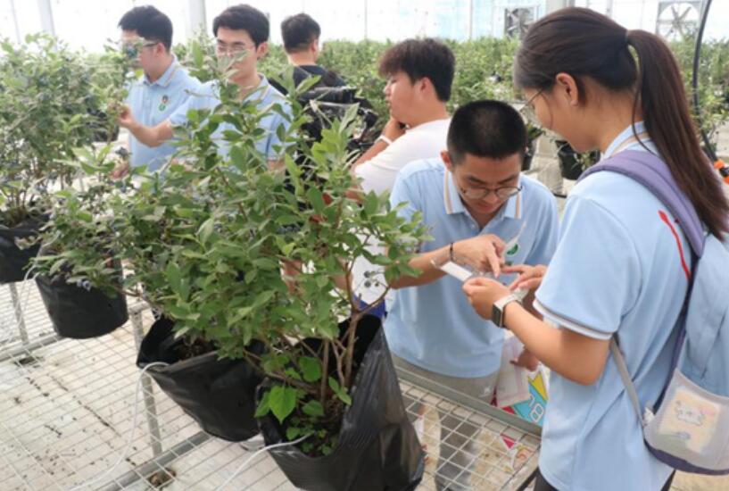 大學生實踐團成員正在了解無土化種植。時兆波 攝