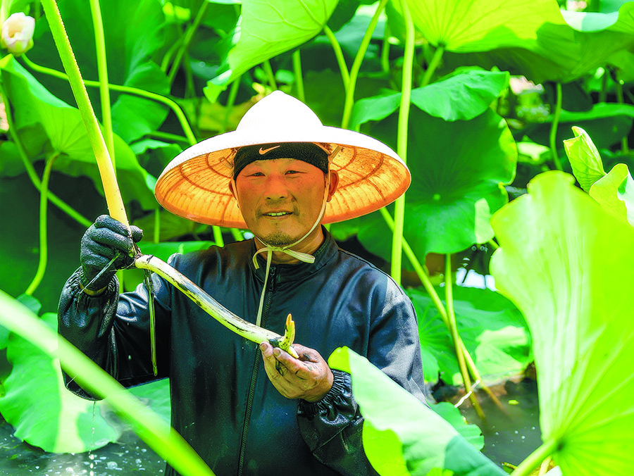 荷塘挖藕。