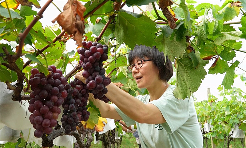 游客在園中採摘葡萄。