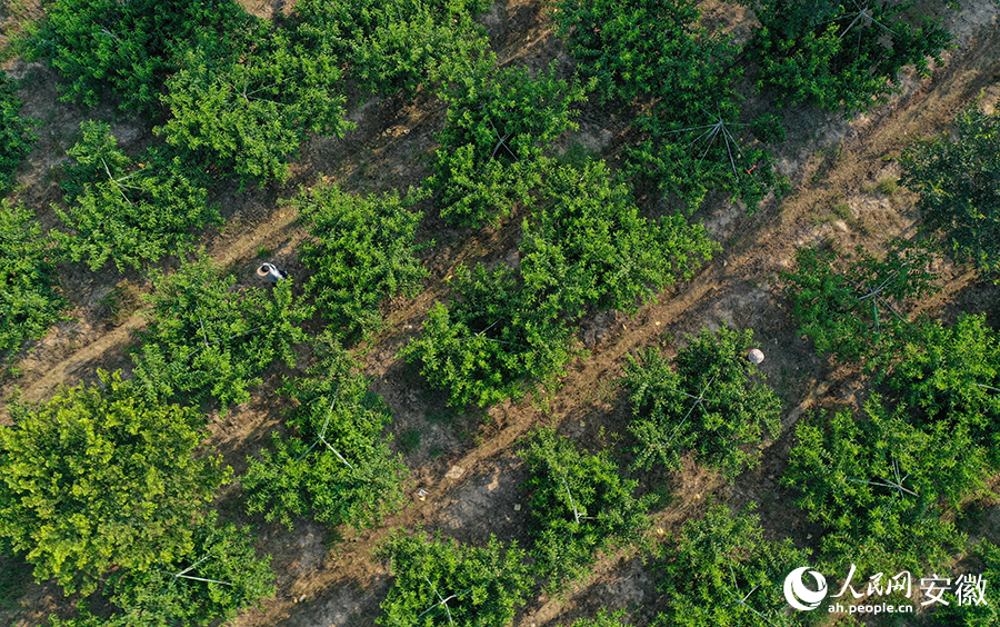 老李精心打理的桃园。人民网记者 张俊摄