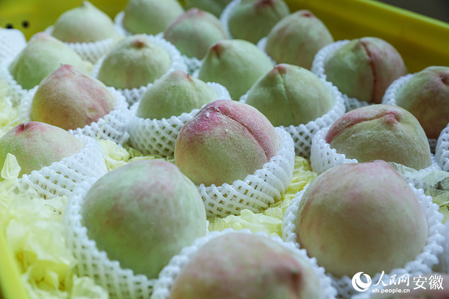 新鲜的水蜜桃。人民网记者 张俊摄