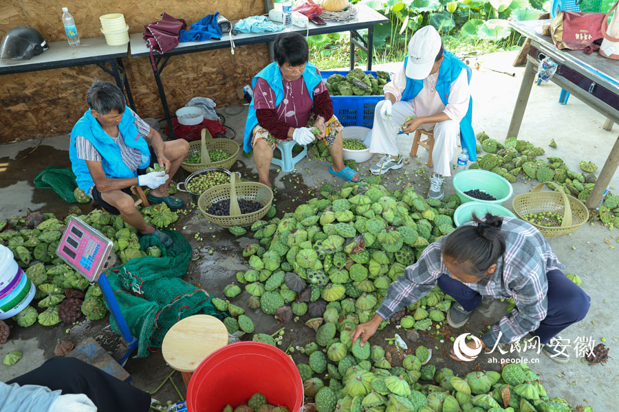 莲农们围在一起剥莲子。人民网记者 张俊摄