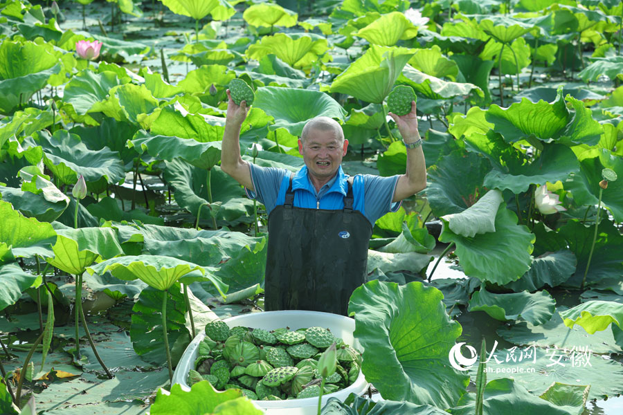 莲蓬丰收沁荷香。人民网记者 张俊摄