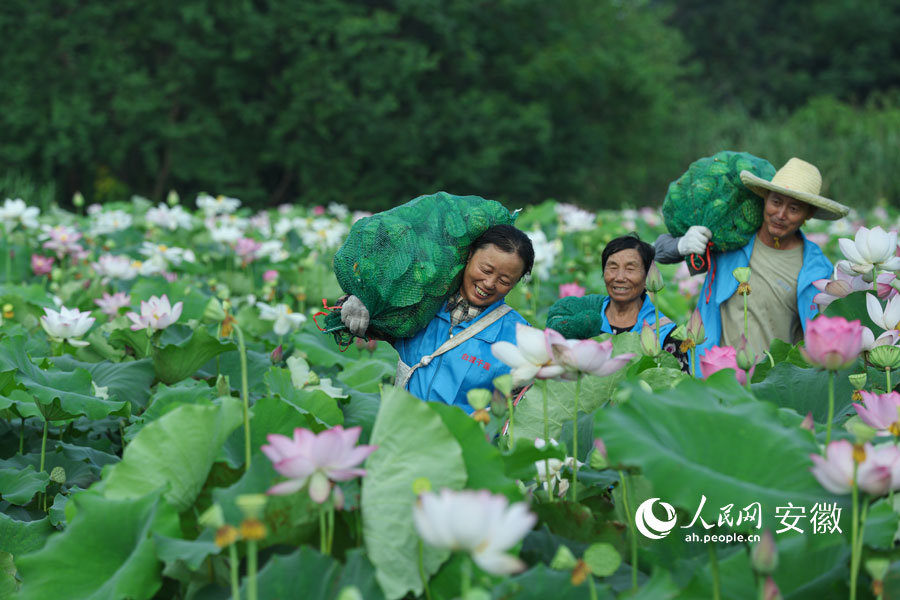 采莲人满载而归。人民网记者 张俊摄