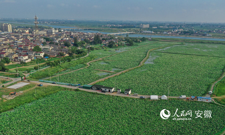 荷塘紧挨着牛屯河。人民网记者 张俊摄