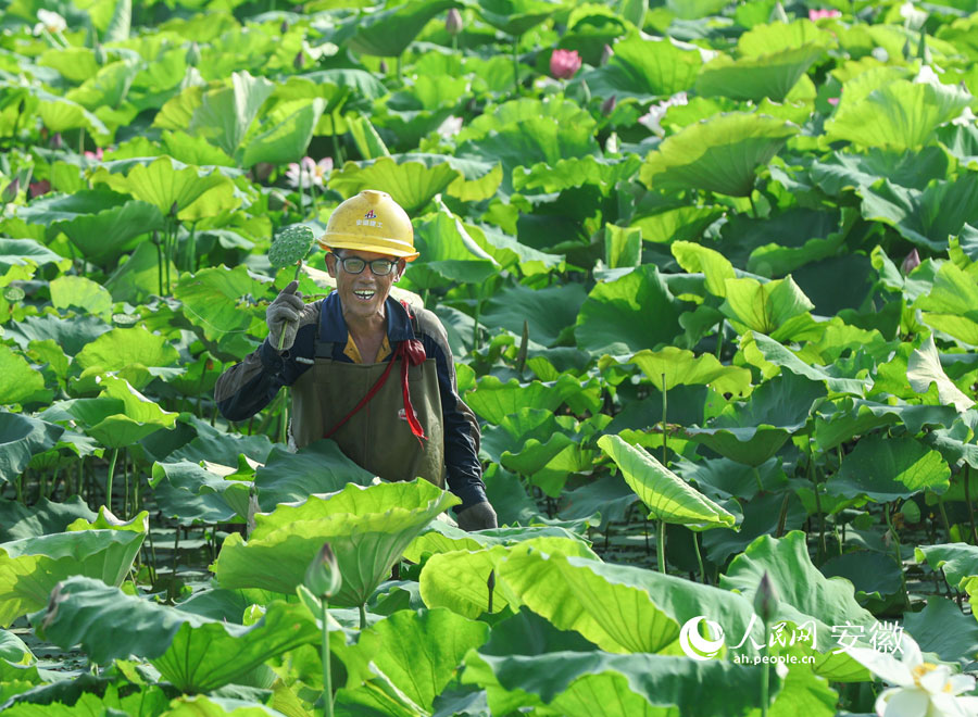 看，这个莲蓬大不大。人民网记者 张俊摄