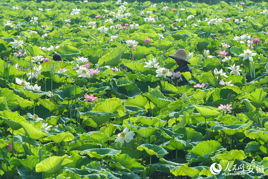 蓮葉田田。人民網記者 張俊攝
