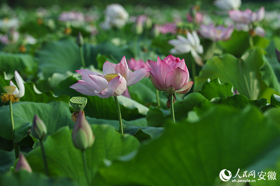夏日荷花別樣紅。人民網記者 張俊攝